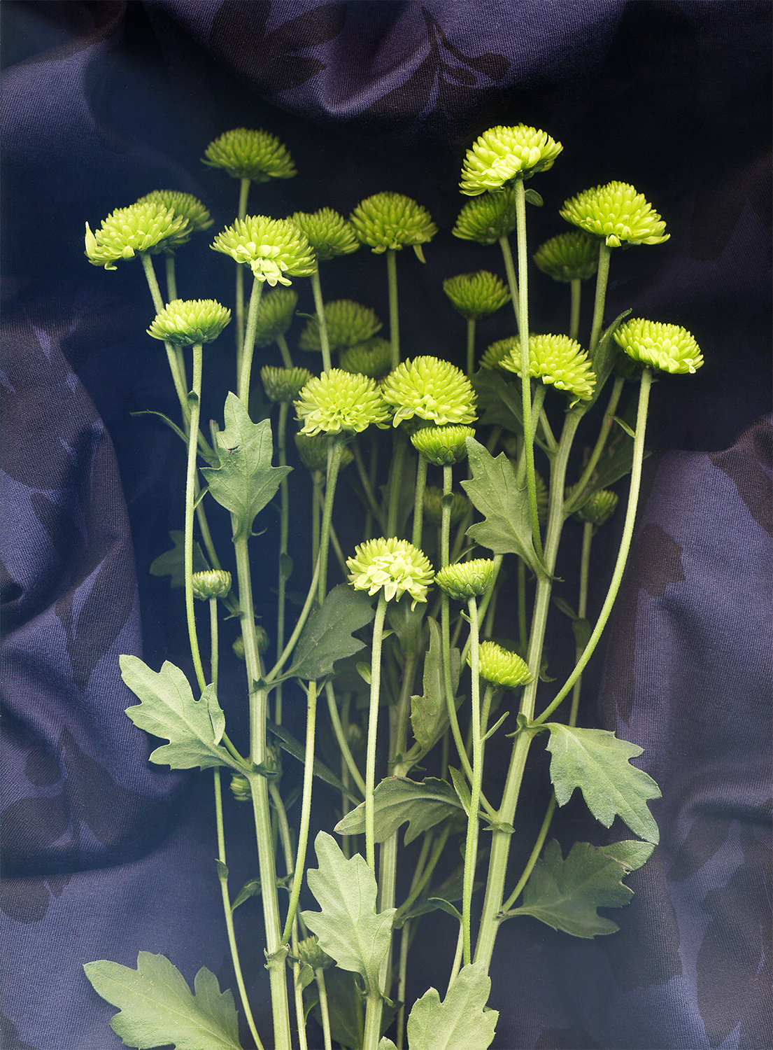 Green Daisy Buds on Marimekko Print